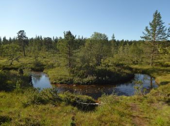 Trail On foot Inari - Kiiruna, luontopolku - Photo