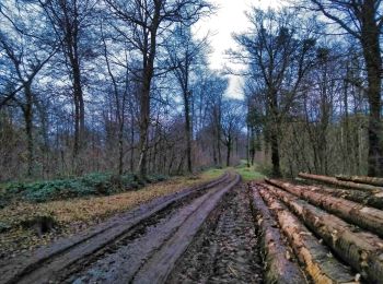 Excursión Bici de montaña Virton - Bois de Virton II  -  Balade_VTT_19kms - Photo