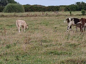 Randonnée Marche Saint-Martin-de-Varreville - laflegme - Photo