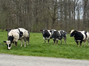 Tocht Stappen Nassogne - Grune - Photo