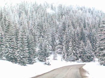 Tour Zu Fuß  - sat Câmpani (DN75) - Valea Sighiștelului - DN75 km 25+100 - Photo