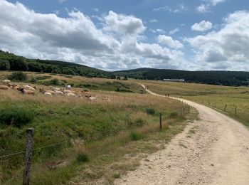 Trail Walking Saugues - 2021 AUBRAC Étape 3 - Photo