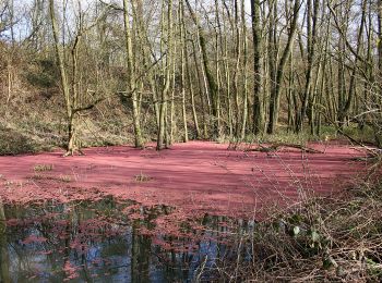 Percorso A piedi Bernissart - Les Marais d'Harchies - Photo