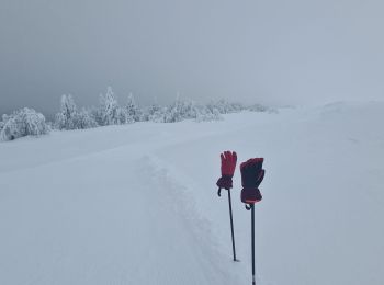 Excursión Marcha nórdica Chastreix - chastreix-Sancy - Photo