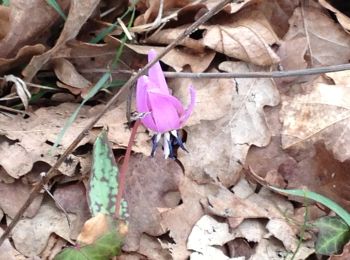 Excursión A pie Gambolò - Anello delle farfalle - Photo