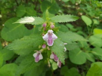 Tocht Stappen Chorges - Circuit de Serre Cocu.  - Photo
