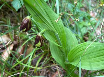 Randonnée sport Doulaincourt-Saucourt - 52 DOULAINCOURT sabots 20 mai 2025 - Photo