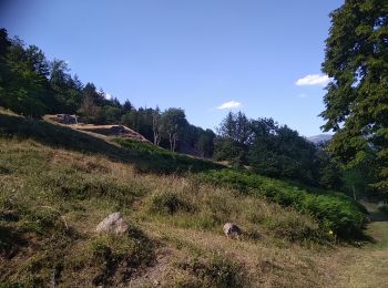 Tocht Stappen Storckensohn - Storckensohn Gazon Vert - Photo