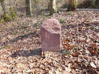 Percorso A piedi Rodenbach - Spessartspuren - Oberrodenbach – Dicke Tanne und Edelweißhütte - Photo