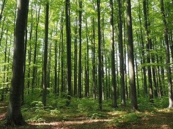 Tocht Te voet Sebnitz - Rundweg Gelber Punkt - Photo