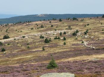 Tour Wandern Cubières - Le bleymard  mont finies via le signal de laubies  - Photo