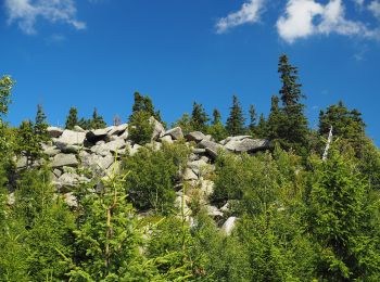 Tour Zu Fuß Wernigerode - Wegenetz Ilsenburg - Brocken mit rotem Balken - Photo