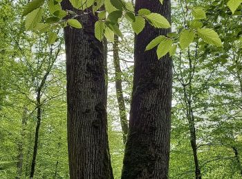 Trail Walking Ancerville - anceevilleforet de valtiermont - Photo