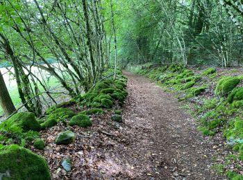 Tocht Stappen Bort-les-Orgues - Les Orgues  - Photo