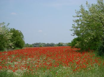 Excursión A pie Ásotthalom - K+ Back-Kápolna – Ásotthalom - Photo