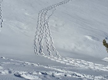 Randonnée Raquettes à neige Gréolières - GREOLIERES - Photo