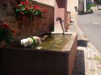 Tocht Stappen Herrlisheim-près-Colmar - Herrlisheim près Colmar-- Hattstat- Voegtlinshoffen - Photo