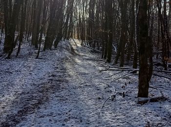 Trail Electric bike Strueth - sortie vtt 21012024 mertzen - Photo