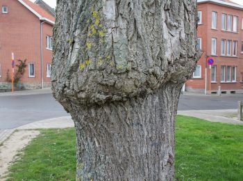 Percorso A piedi Tervuren - Arboretumwandeling - Photo