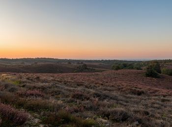 Tour Zu Fuß Rheden - Zwarte wandelroute - Photo