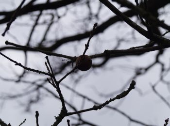 Randonnée A pied Oisterwijk - NS - Photo