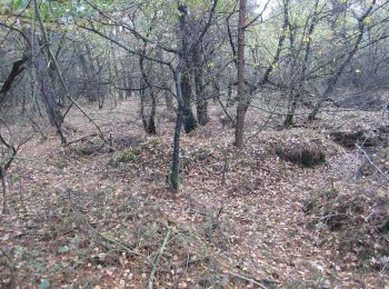 Trail On foot Ermelo - Dwars door Gelderland (4) - Photo