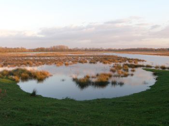 Randonnée A pied Oirschot - Groen - Photo