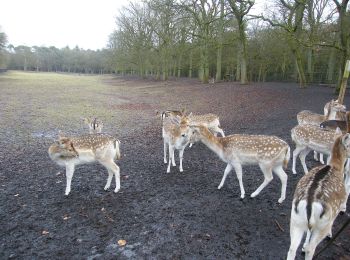 Percorso A piedi Zeist - Zeisterbos 1 - Photo