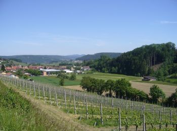 Tour Zu Fuß Remigen - Remigen - Ufem Berg - Photo