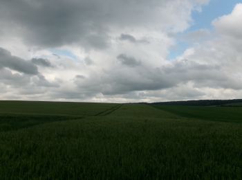 Randonnée Marche Sotteville-sous-le-Val - 20240521-sotteville sous le val - Photo