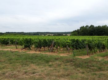 Tocht Stappen Beaumont-en-Véron - puys du chinonais - Photo