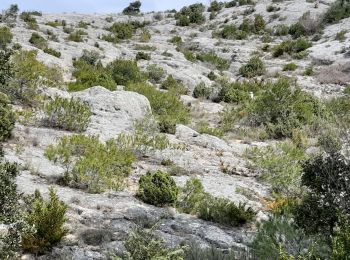 Excursión Senderismo Cabrières-d'Avignon - CABRIERE les Avignon - Photo