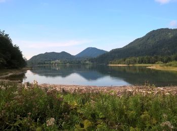 Percorso A piedi Faistenau - Rundwanderweg Hintersee - Photo