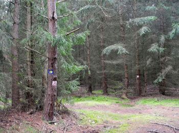 Randonnée A pied Inconnu - Dresdner Heide, Alte 8 - Photo