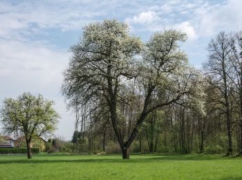 Trail On foot Schleißheim - AVE-Runde - Photo