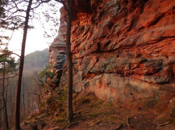 Randonnée A pied Annweiler am Trifels - Annweilerer Burgenweg - Photo