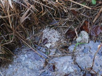 Tocht Te voet Wangen im Allgäu - Wanderweg 12 Wangen im Allgäu - Photo