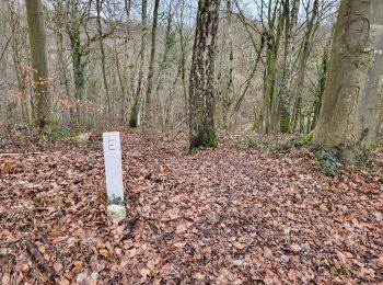 Trail Walking Modave - Pont de Bonne 060224 - Photo