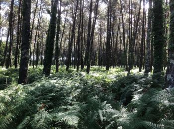 Tour Mountainbike Soorts-Hossegor - Boucle Seignosse - Souston - Photo