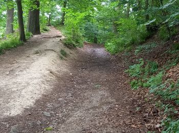 Tocht Stappen Luik - Grivegnée-Fayenbois  - Photo