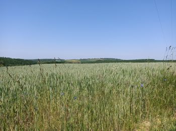 Tour Wandern Escamps - Avigneau - Photo