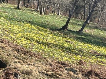 Randonnée Marche Bullange - Balade des Jonquilles :Rocher de Bieley 12 Km - Photo