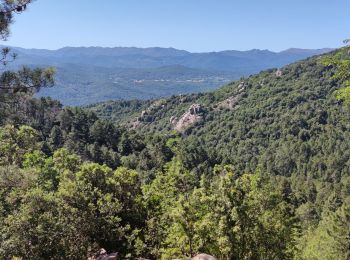 Tocht Mountainbike Zonza - Zonza - Photo