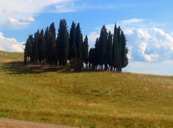 Randonnée A pied San Quirico d'Orcia - i Cipressi - Photo