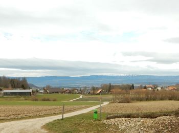 Randonnée A pied Morat - Oberburg - Ulmiz - Photo