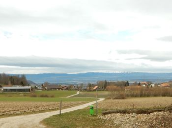 Trail On foot Murten - Oberburg - Ulmiz - Photo