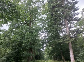 Excursión Carrera Geestland - rondje bos en meer - Photo