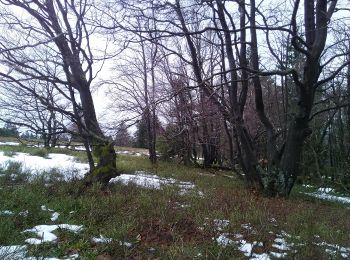 Percorso A piedi Winterberg - Heilklimatour 1 - Wald genießen - Photo