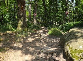 Tour Wandern Soisy-sur-École - Soisy-sur-Ecole - La Padole - Photo