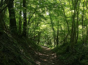 Tocht Stappen Bourg-et-Comin - Bourg Comin Paissy troglodytes  - Photo